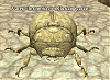 Click image for larger version

Name:	scarab.gif
Views:	636
Size:	83.1 KB
ID:	62