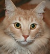 Katsof's Avatar